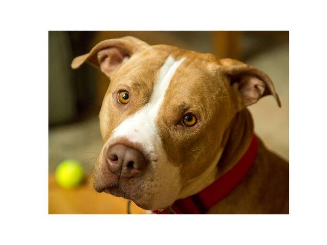 dangerous dogs act 1991 list