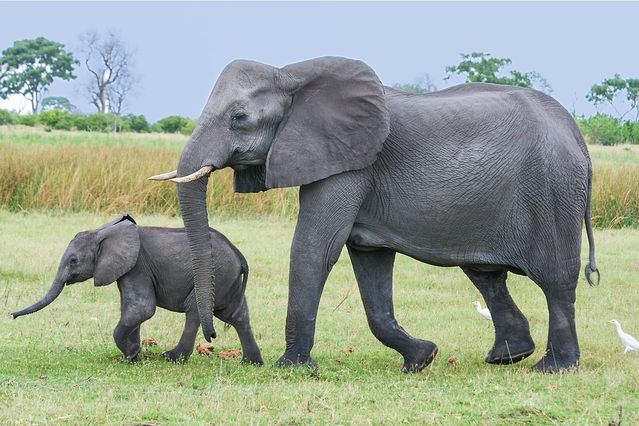 The Power, Majesty, and Preservation of African Elephants