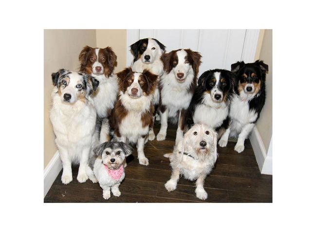 How Much of Dog Behavior Is Linked to Breed Genetics?