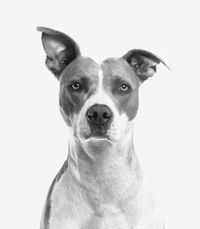 Best Friends and Shock Collars—a Challenging Slippery Slope