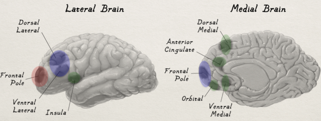 Six Essential Brain Principles—What They Mean for Therapy | Psychology ...