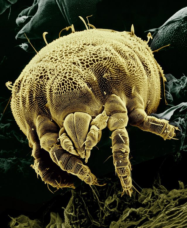Depression is a Parasite