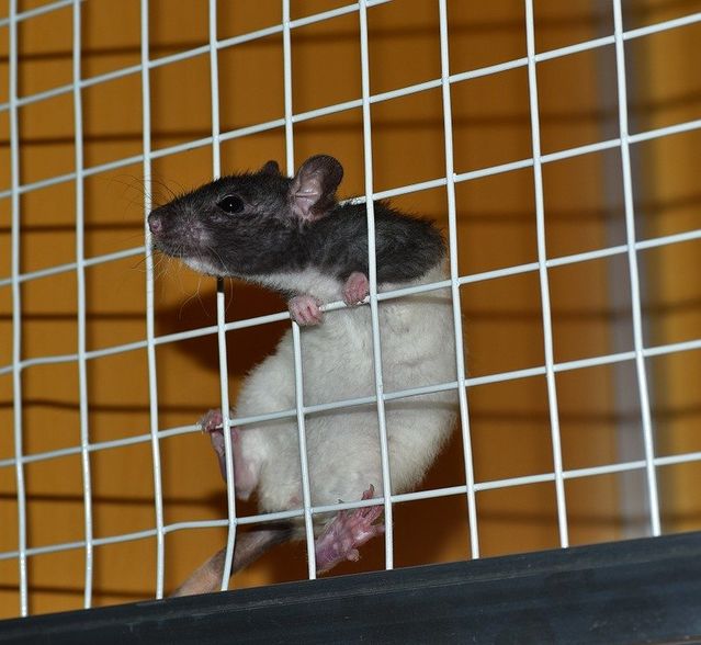 Sentient Rats: Their Cognitive, Emotional, and Moral Lives | Psychology ...