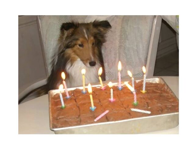 how do you convert dog years into human years