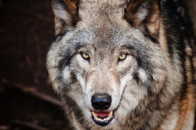 Do Individual Wolves Care If Their Species Is On the Brink ...