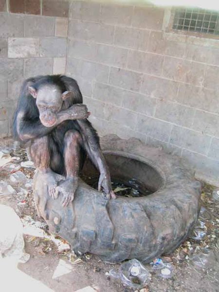 What Zoos Need to Do for Zoo'd Animals  Psychology Today