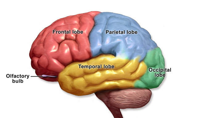 Mind & Brain - cover