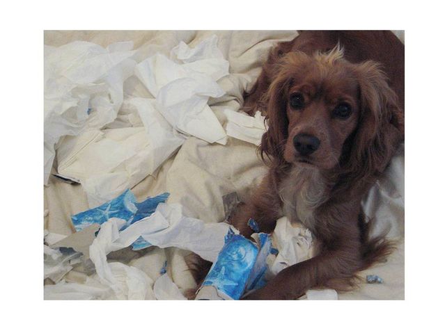 puppy likes to shred paper