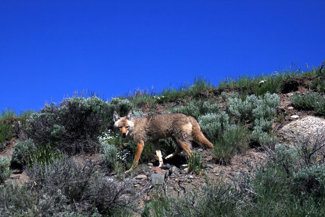 A Wolf Is A Dog Is A Coyote Is A Jackal Is A Dingo Psychology Today