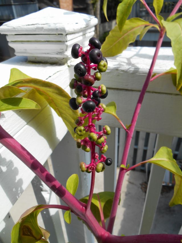 A Sudden Death | Psychology Today