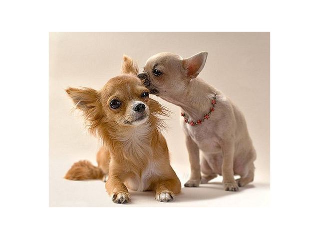 Do Dogs Have Empathy for Other Dogs? Psychology Today