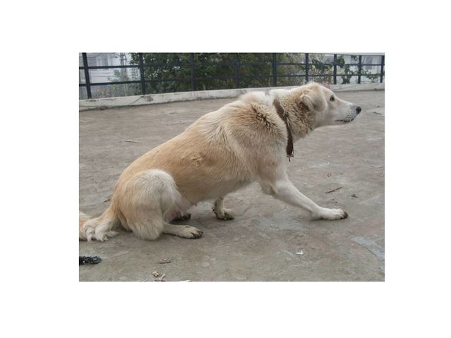 A Dog That Is Afraid Of Loud Noises Everything A Dog That Is Afraid Of Loud Noises Everything Psychology Today