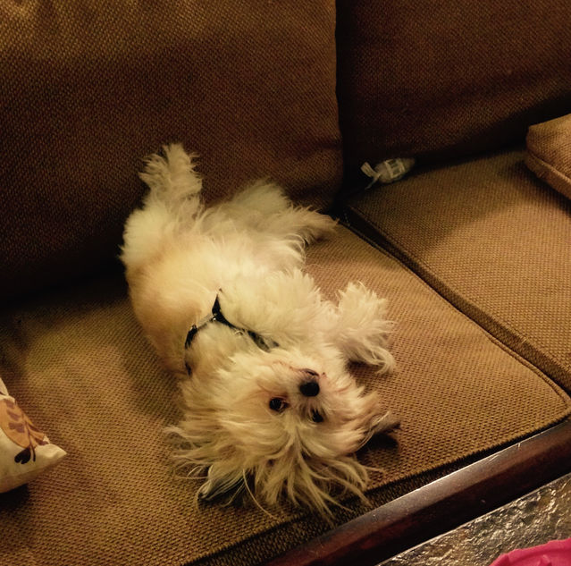 Steroids Can Change Your Dog's Behavior Psychology Today