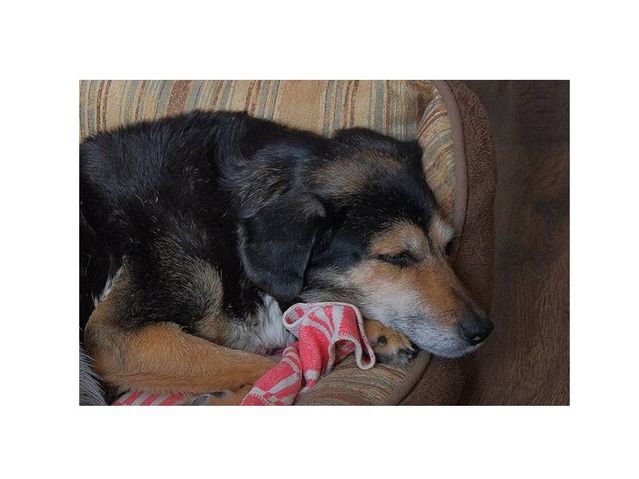 dog depressed after losing other dog