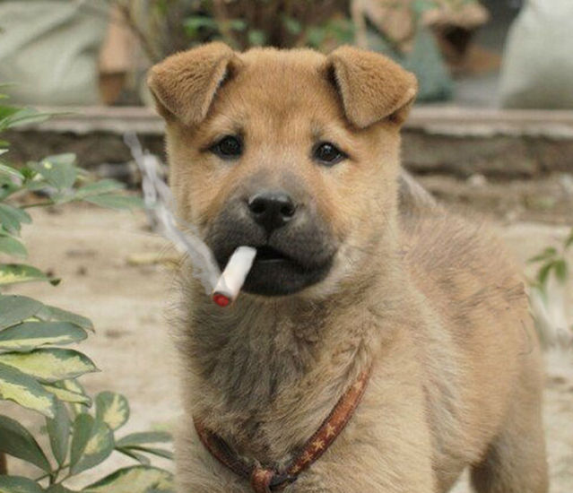 Are Dogs Who Live with Smokers More Likely to Get Cancer ...