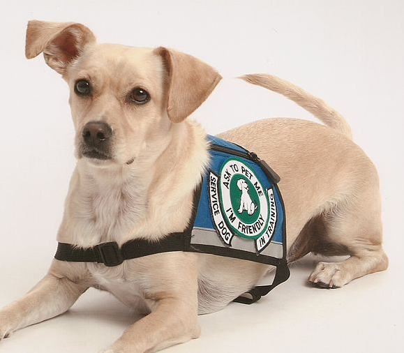 Dog Training Types Of Assistance Dogs Dog Training Types Of