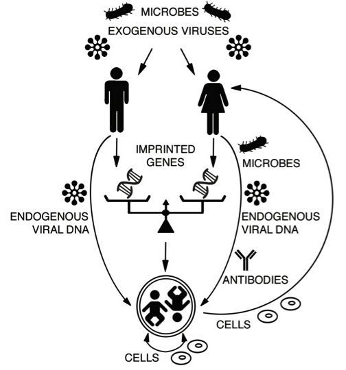 how microbes viruses imprinted genes etc shape behaviour