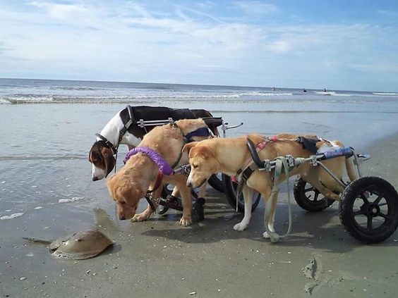 Beasts of Burden: Animal and Disability Liberation: Taylor ...