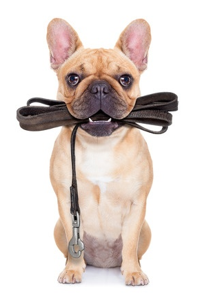 dog walker advertising ideas