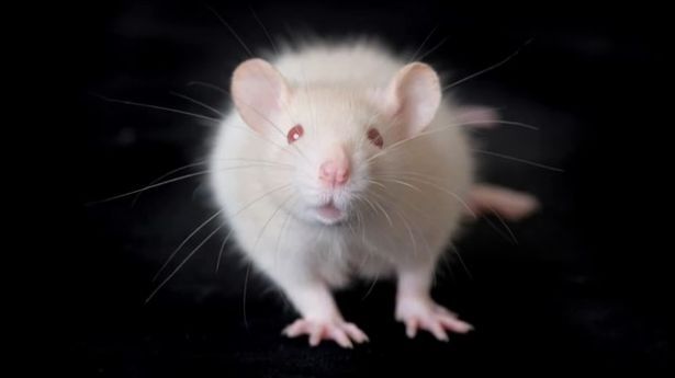 empathic rats save drowning pals rather than eat chocolate where to get help for autism