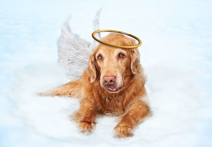 What Kinds Of People Believe Animals Go To Heaven 