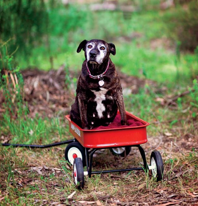 My Old Dog Rescued Seniors Show that Old Dogs Rock Psychology Today