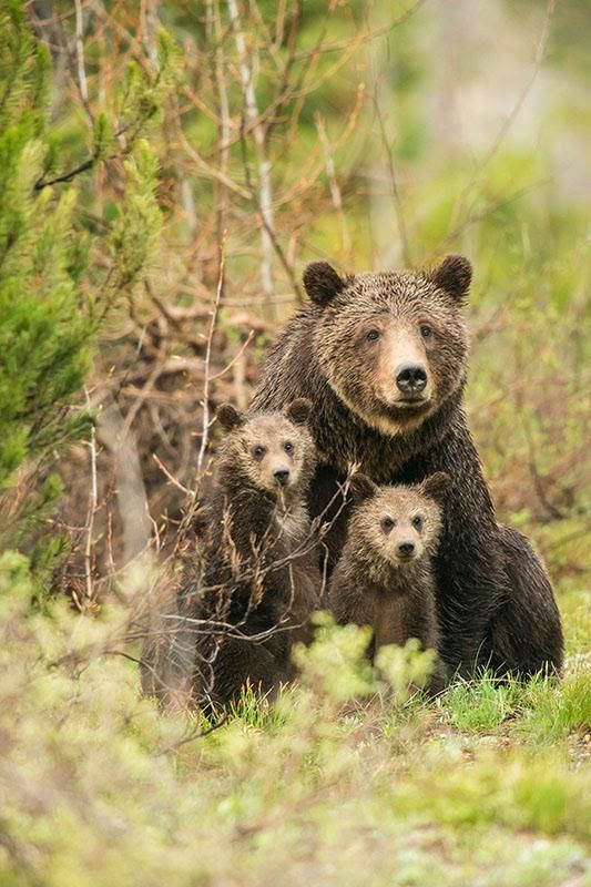 Should Grizzlies In The Yellowstone Area Be Trophy Hunted Psychology Today