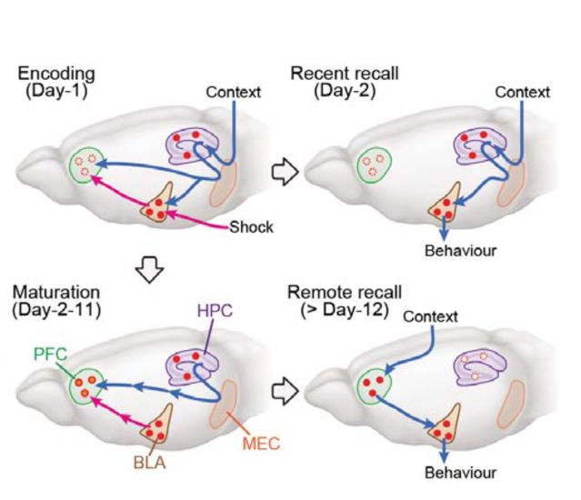 MIT Scientists Identify Brain Circuits Of Memory Formation | Psychology ...