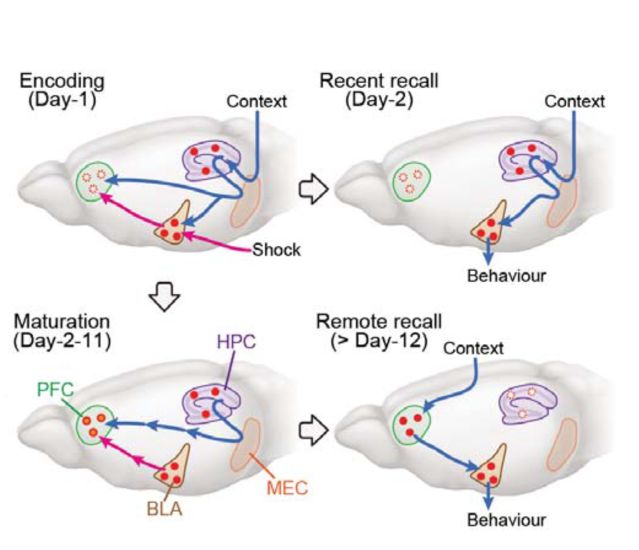 Engram neurons: Encoding, consolidation, retrieval, and forgetting of memory