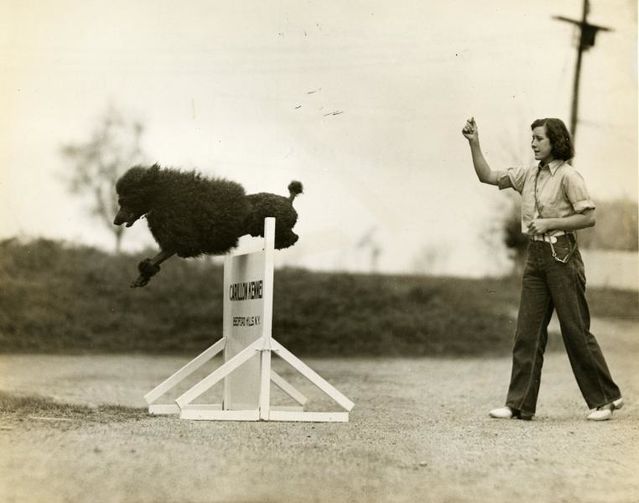 Photo from Poodle Club of America (AKC Archives)-CC 1.0 Photo from Poodle Club of America (AKC Archives)-CC 1.0