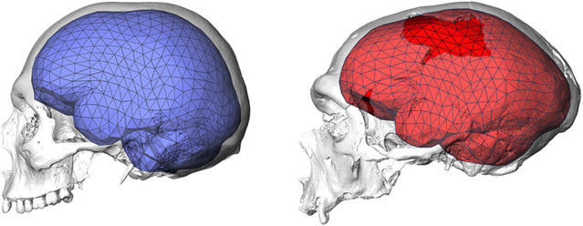 Max Planck Institute for Evolutionary Anthropology/Simon Neubauer, Jean-Jacques Hublin, Philipp Gunz (CC BY-NC) Max Planck Institute for Evolutionary Anthropology/Simon Neubauer, Jean-Jacques Hublin, Philipp Gunz (CC BY-NC)