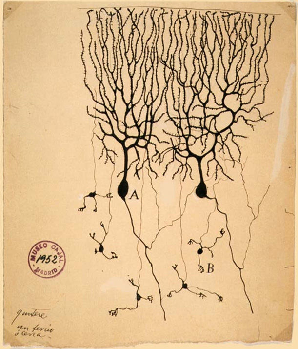 Santiago Ramón y Cajal, 1899. Instituto Santiago Ramón y Cajal, Madrid, Spain