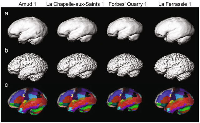 Takanori Kochiyama et al. (2018)/Scientific Reports Takanori Kochiyama et al. (2018)/Scientific Reports
