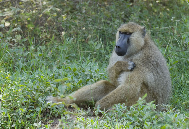 Paul Mannix (Baboon, Amboseli National Park, Kenya) [CC BY-SA 2.0]