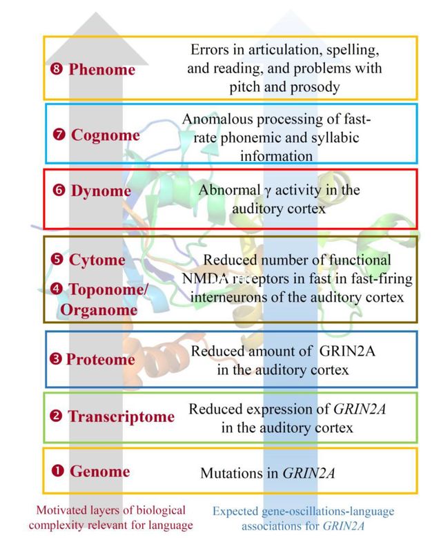 From Murphy, E., and Benítez-Burraco, A. (2018) The language oscillogenome. bioRxiv 114033 From Murphy, E., and Benítez-Burraco, A. (2018) The language oscillogenome. bioRxiv 114033
