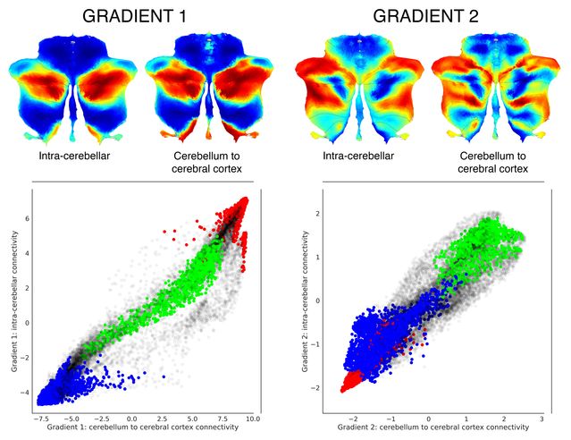 Xavier Guell et al./eLife 2018 (Creative Commons) Xavier Guell et al./eLife 2018 (Creative Commons)