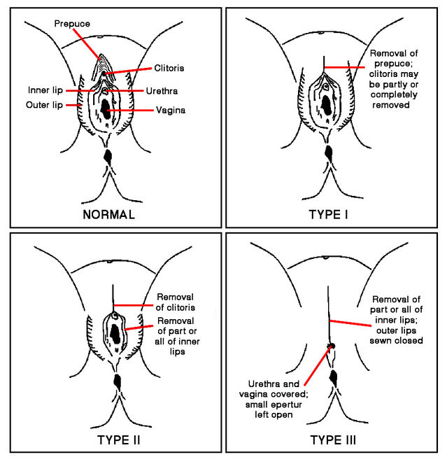 Female reproductive system - Wikipedia