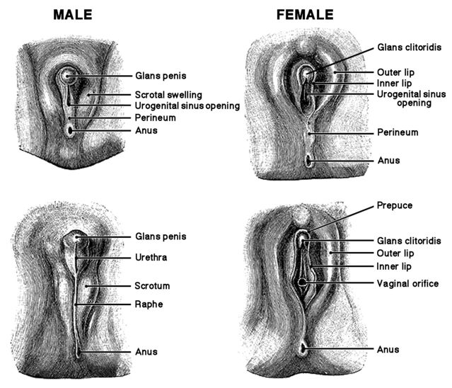 639px x 548px - Genital Mutilation of Girls and Women | Psychology Today Canada