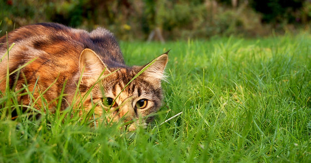 Do Domestic Cats Have Right To Roam? | Psychology Today