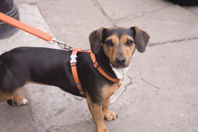 https://cdn.psychologytoday.com/sites/default/files/styles/image-article_inline_full_caption/public/field_blog_entry_images/2019-02/dog_on_orange_leash.jpg?itok=EAXi2wd9