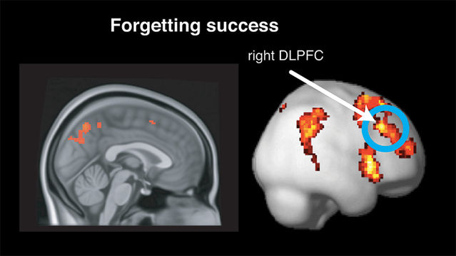 Wang et al., JNeurosci (2019) Wang et al., JNeurosci (2019)