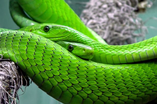 Two Green Snakes / Pexels