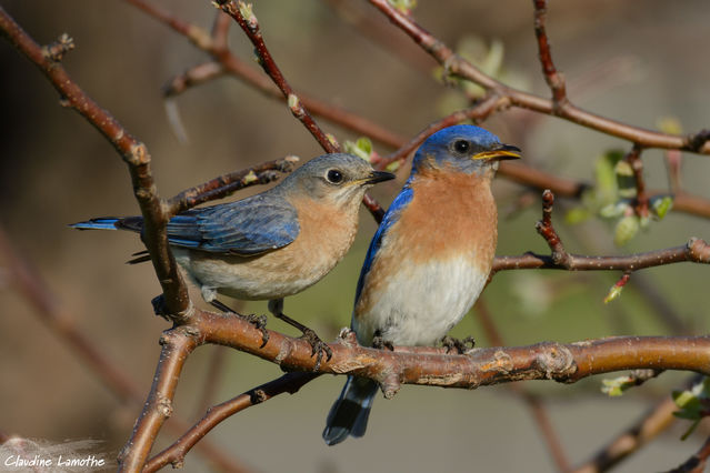 Why Do Female Birds Sing?