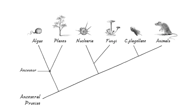  Figure 2. Illustration by Caio da Sliva Sorentino / copyright Josph LeDoux