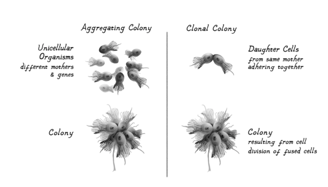 Figure 3. Illustration by Caio da Silva / copyright Joseph LeDoux Figure 3. Illustration by Caio da Silva / copyright Joseph LeDoux