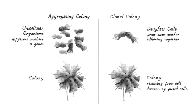  Figure 3. Illustration by Caio da Silva / copyright Joseph LeDoux