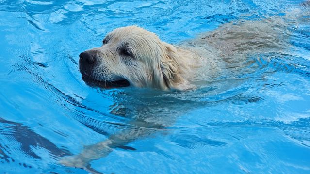 Are All Dogs Born With The Ability To Swim? | Psychology Today