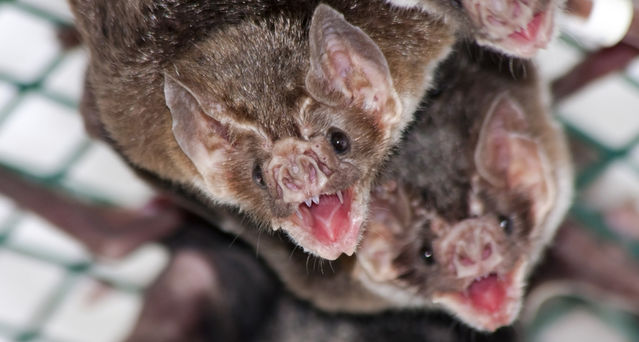 Vampire bats form cooperative, friendship-like social relationships