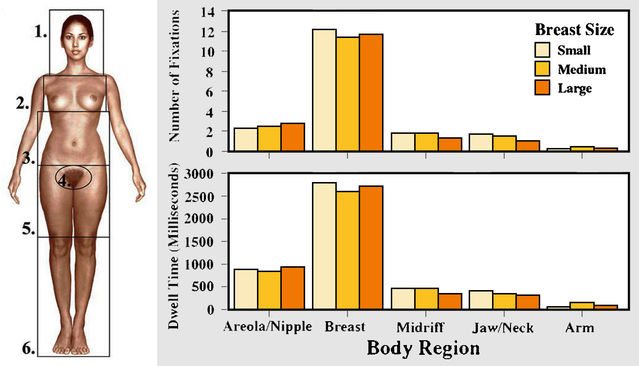 Eye Tracking of Men's Preferences for Female Breast Size and Areola  Pigmentation