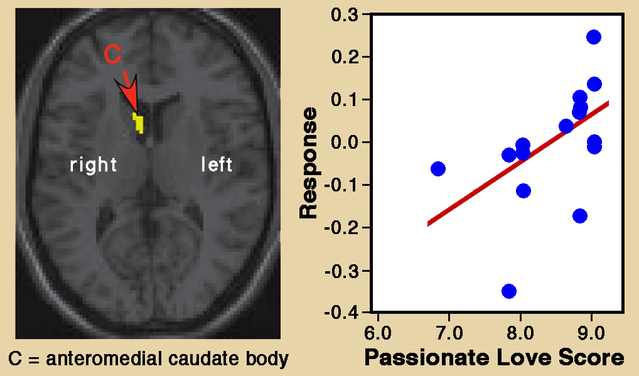 Figure adapted from Aron et al. (2005). Used with permission. Figure adapted from Aron et al. (2005). Used with permission.